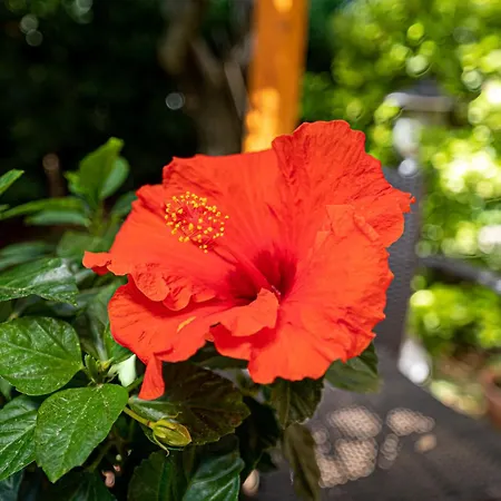 La Gatta Blu Bed & Breakfast 4*