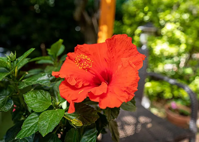 La Gatta Blu Отель типа 