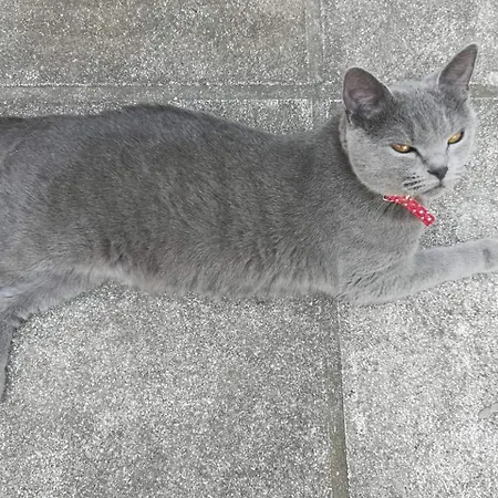 La Gatta Blu Bed & Breakfast 4*