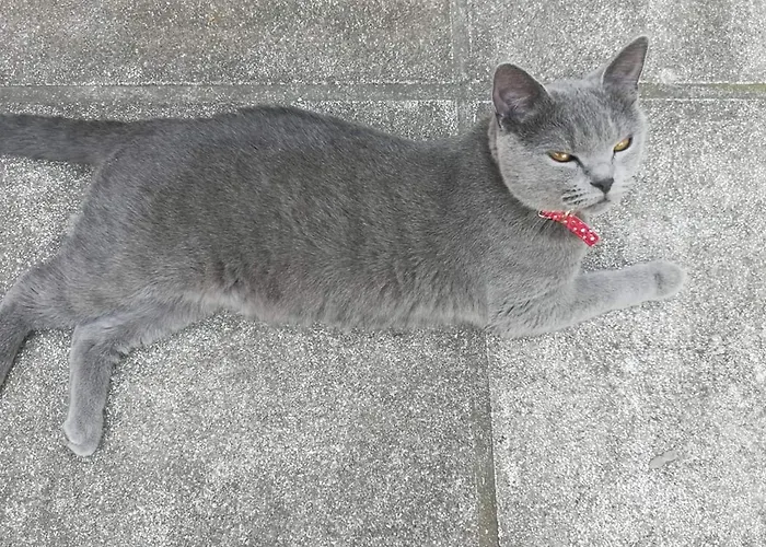 La Gatta Blu Alojamento de Acomodação e Pequeno-almoço 4*